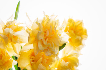 Daffodils  in the glass vase