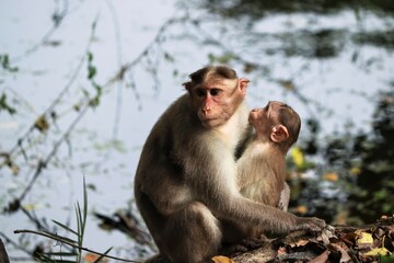 Fototapeta premium (macaca radiata) A mother monkey with her cub sitting in the ground