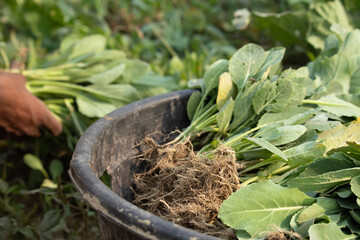 Group Of Fresh Green Leaves Of Cauliflower With Roots Called Gobi Or Gobhi Patte Ke Paudhe For Planting On Agricultural Farmland