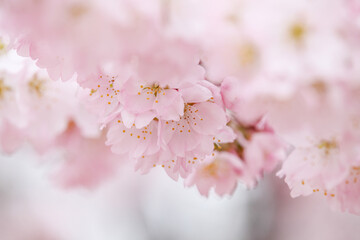 ホソイザクラのかわいい花