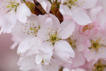 ホソイザクラのかわいい花