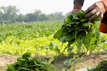 Newly Harvested Fresh Leaves Of Spinach Greens Called Palak Ka Saag Is A Winter Delicacy Is Enjoyed Across North And South India In Winter. Hands Of Lady Farmer With Wrinkles Holding Leafy Vegetable