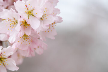 ホソイザクラのかわいい花