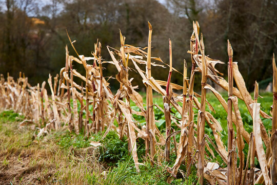 Corn stalks. Corn plants in a field
