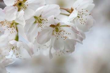 唐実桜の白い花
