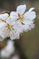 唐実桜の白い花