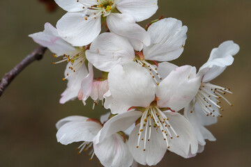 唐実桜の白い花