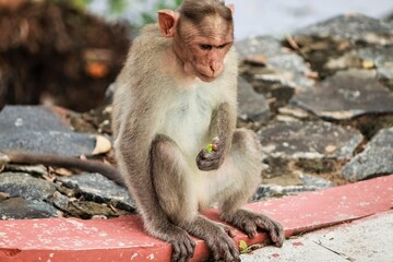 (macaca radiata) A monkey is sitting on the ground