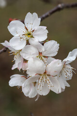 唐実桜の白い花