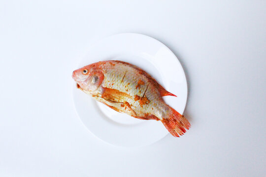 Red Nile Tilapia, or Red Tilapia, or Oreochromis niloticus. Fresh fish seasoned with mashed turmeric. On a plate, isolated on white background