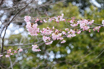 オオカンザクラの花