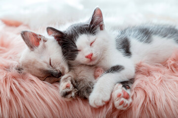 Couple little happy Cute kittens in love sleep together on pink fluffy plaid. Portrait of two cats pets animal comfortably sleep relax at cozy home. Kittens pink noses paws close up.