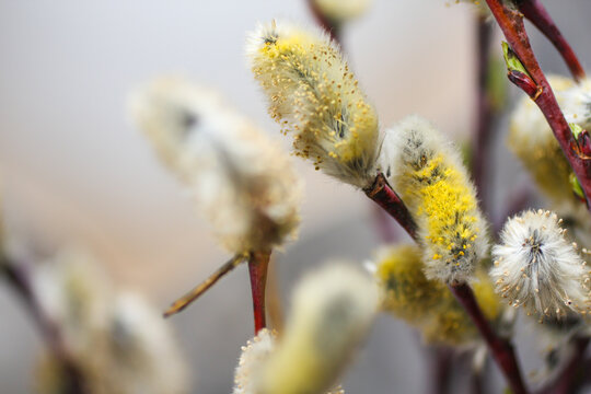 Macro photo of blooming willow branches. Spring, easter background with a free space for text