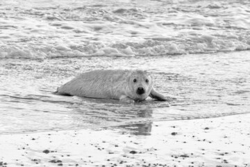 Grey seal pup (Halichoerus grypus) on a Norfolk beach