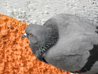 Beautiful Grey Pigeon