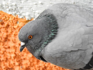 Beautiful Grey Pigeon