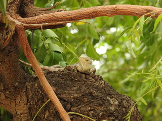 yellowish lizard on tree bark	
