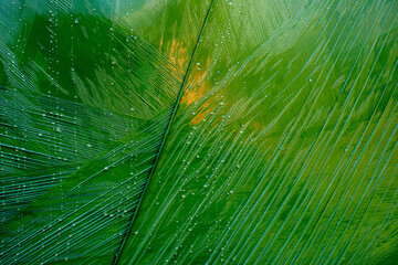 A damp green plastic film surface with fine folds