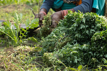 Bundled Packs Of Newly Harvested Fresh Leaves Of Fenugreek Greens Or Samudra Methi Ka Saag Is Protein Rich Leafy Green Vegetables Widely Enjoyed During Winter. Lady Farmer Holding Packing Bundles