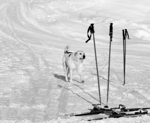 Dog and skiing equipment on ski slope at winter day. Black and white.