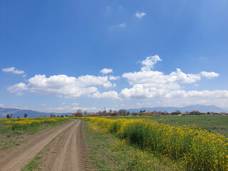 Fototapeta na wymiar road in the field with sky