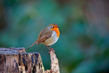 Eurasian robin perched on a log in the woods