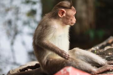 (macaca radiata) A monkey sitting on the ground watching