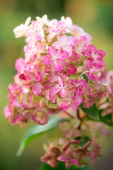 Hydrangea blooms pink flowers in the garden, blurred background