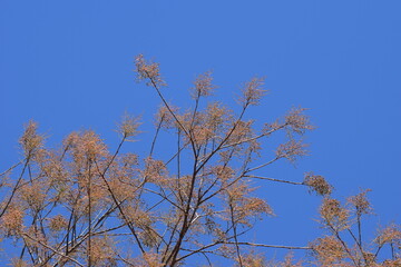 flores do Cerrado