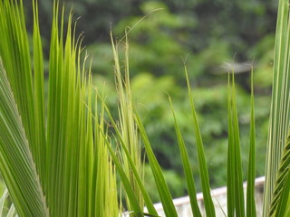 Coconut tree leafs, palm leaves
