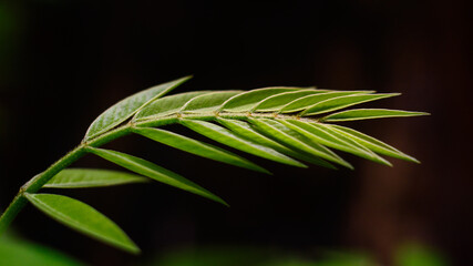 vibrant green leaf foliage on a dark background, taken in shallow depth of field with copy space, wallpaper abstract