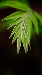 vibrant green leaf foliage on a dark background, taken in shallow depth of field with copy space, wallpaper abstract