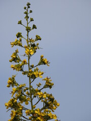 Copperpod Flowers, yellow-flamboyant, yellow flametree, yellow poinciana, yellow-flame, Peltophorum pterocarpum
