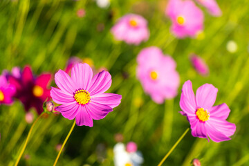 Beautiful pink color cosmos (Mexican aster) flower background