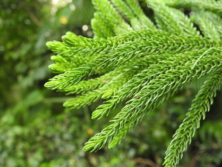 Christmas tree beautiful stems, Cryptomeria japonica, Japanese sugi pine, evergreen tree, attractive needle shaped leaves, ornamental