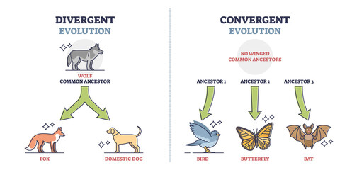 Divergent vs convergent evolution with ancestors development outline diagram. Labeled educational animal growth to different species vector illustration. Nature selection and biological progress. - obrazy, fototapety, plakaty