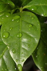 dew drops on a green leaf