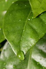 dew drops on a green leaf