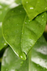 dew drops on a green leaf