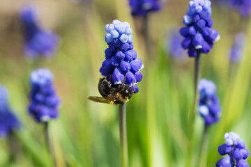 The grape hyacinth (lat. Muscari armeniacum), of the family Asparagaceae, and the honey bee sp., of the family Apidae.