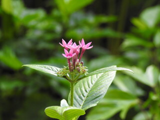 Beautiful flowers in a garden