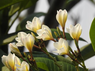 Obraz premium Beautiful flowers in a garden