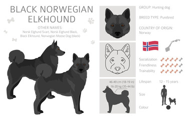 Black norwegian elkhound clipart. Different coat colors and poses set