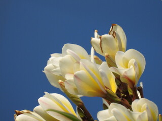 white petals and yellow color at the center of the flowers, Plumeria Flowers