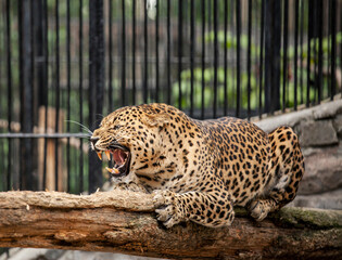 an angry, snarling lleopard  sits on a tree