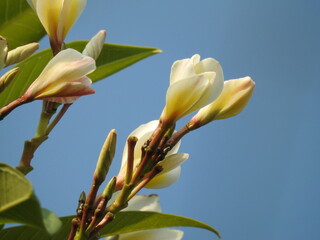 white petals and yellow color at the center of the flowers, Plumeria Flowers