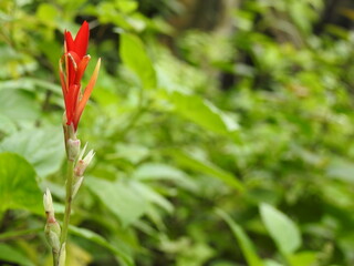 Red Canna Lilies, Ornamental Flowers