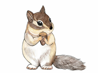 	どんぐりを美味しそうに食べている可愛いリス_色鉛筆画