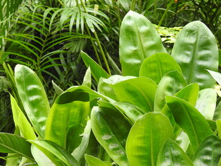 beautiful green plants leaves
