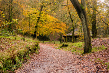 Sunnyhurst Wood, Darwen, Lancashire, UK.